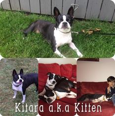 Boston Terrier-Jack Russell Terrier Mix Dogs for adoption in Evanston, IL, USA