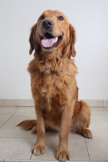 Golden Retriever Dogs for adoption in Eden Prairie, MN, USA