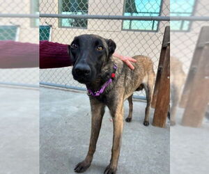 Mutt Dogs for adoption in Imlay City, MI, USA