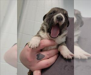 Labrador Retriever-Unknown Mix Dogs for adoption in Houston, TX, USA