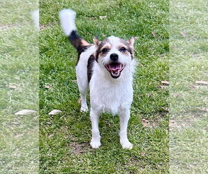 Mutt Dogs for adoption in Eastman, GA, USA