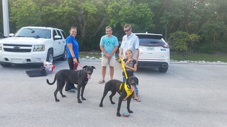Labrador Retriever Dogs for adoption in Key Largo, FL, USA