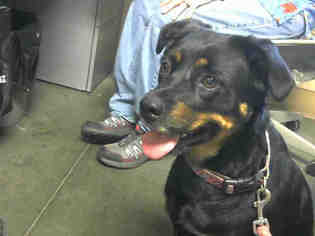 Beagle-Rottweiler Mix Dogs for adoption in Santa Cruz, CA, USA