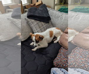 - Mix Dogs for adoption in Holly Springs, NC, USA