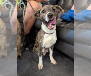 American Staffordshire Terrier Dogs for adoption in Holly Springs, NC, USA