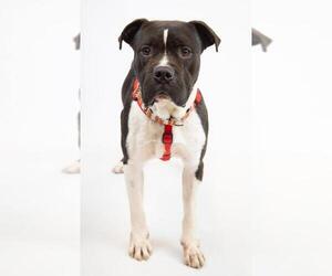 Bullypit Dogs for adoption in Princeton, MN, USA