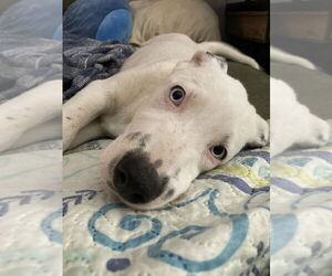 Australian Shepherd-Dalmatian Mix Dogs for adoption in Aurora, IN, USA