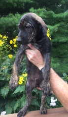 German Shepherd Dog-Unknown Mix Dogs for adoption in Minneapolis, MN, USA
