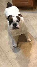 Bulldog Dogs for adoption in Katy, TX, USA