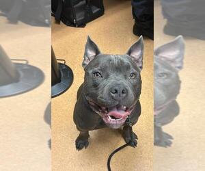 American Staffordshire Terrier Dogs for adoption in Martinez, CA, USA