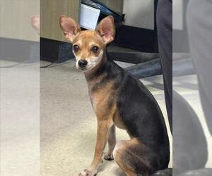 Chihuahua Dogs for adoption in Plano, TX, USA