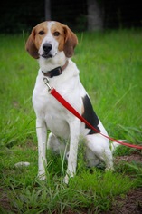 Treeing Walker Coonhound Dogs for adoption in Williston, FL, USA