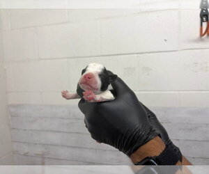 Mutt Dogs for adoption in San Bernardino, CA, USA