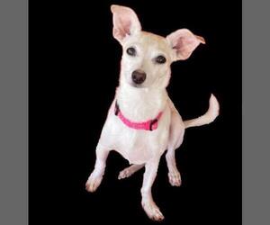 Chihuahua-Unknown Mix Dogs for adoption in CHANDLER, AZ, USA