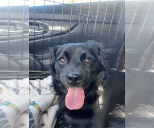 Colonial Cocker Spaniel Dogs for adoption in Studio City, CA, USA