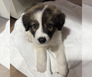 Border Collie-Unknown Mix Dogs for adoption in Brooklyn, NY, USA