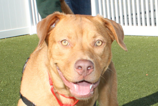 Labrador Retriever Dogs for adoption in Salem, MA, USA