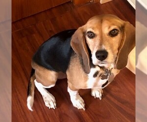 Beagle Dogs for adoption in Des Moines, IA, USA