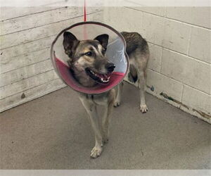 German Shepherd Dog-Siberian Husky Mix Dogs for adoption in San Bernardino, CA, USA