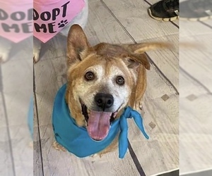 Chiweenie Dogs for adoption in Whitestone, NY, USA