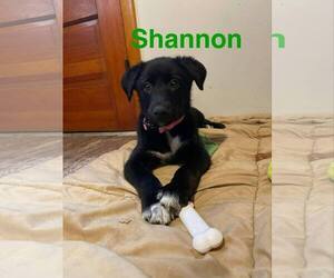Labrador Retriever-Unknown Mix Dogs for adoption in Mechanicsburg, PA, USA