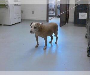 Labrador Retriever-Unknown Mix Dogs for adoption in Fayetteville, NC, USA