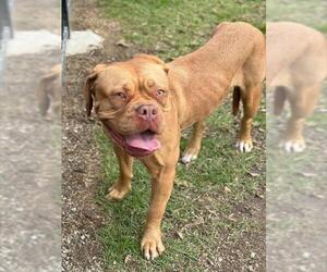 Dogue de Bordeaux-Unknown Mix Dogs for adoption in Riverside, CA, USA