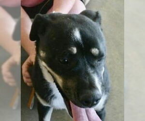 Border Collie Dogs for adoption in Pampa, TX, USA