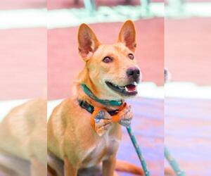 Shiba Inu-Unknown Mix Dogs for adoption in El Cajon, CA, USA