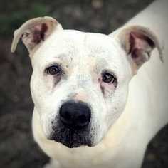 American Bulldog-Unknown Mix Dogs for adoption in Simpsonville, SC, USA