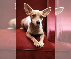 Chiweenie Dogs for adoption in Santa Fe, TX, USA