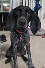 Bluetick Coonhound Dogs for adoption in Brooklyn Center, MN, USA