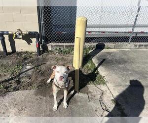 Medium Photo #2 American Pit Bull Terrier Puppy For Sale in Ocala, FL, USA