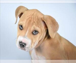 American Pit Bull Terrier-Labrador Retriever Mix Dogs for adoption in Fort Collins, CO, USA
