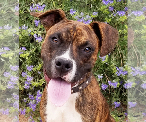Bullboxer Pit Dogs for adoption in Albuquerque, NM, USA