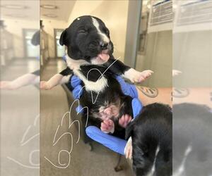 Labrador Retriever Dogs for adoption in Houston, TX, USA