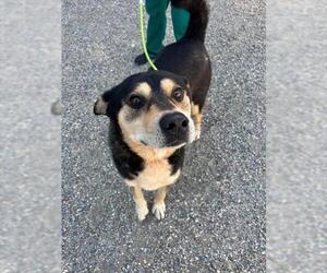 Huskies -Unknown Mix Dogs for adoption in Palmetto, FL, USA