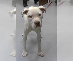 American Pit Bull Terrier Dogs for adoption in Fayetteville, NC, USA