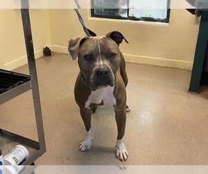 American Pit Bull Terrier Dogs for adoption in Pasadena, CA, USA