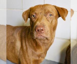 Labrador Retriever Dogs for adoption in San Antonio, TX, USA