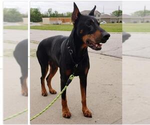 Doberman Pinscher Dogs for adoption in Drexel, MO, USA