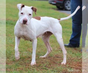 American Pit Bull Terrier-Unknown Mix Dogs for adoption in Bedford, VA, USA