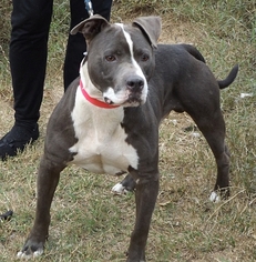 American Pit Bull Terrier Dogs for adoption in Camden, SC, USA