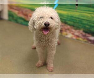 Poodle (Miniature)-Unknown Mix Dogs for adoption in Moreno Valley, CA, USA