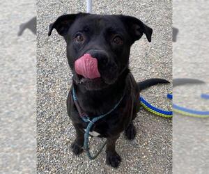 Labrador Retriever-Unknown Mix Dogs for adoption in Palmetto, FL, USA