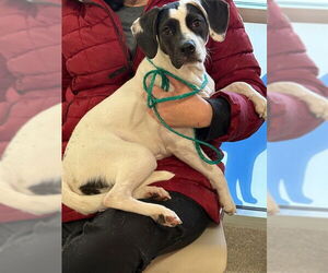 American Foxhound-Unknown Mix Dogs for adoption in Louisville, KY, USA