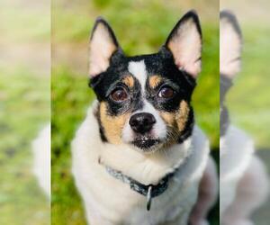 Chug Dogs for adoption in Shaftsbury, VT, USA