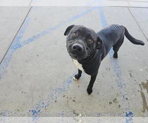 American Pit Bull Terrier-Unknown Mix Dogs for adoption in Bakersfield, CA, USA