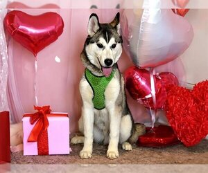 Siberian Husky Dogs for adoption in West Valley, UT, USA