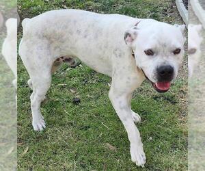 Boxer-Unknown Mix Dogs for adoption in San Antonio, TX, USA